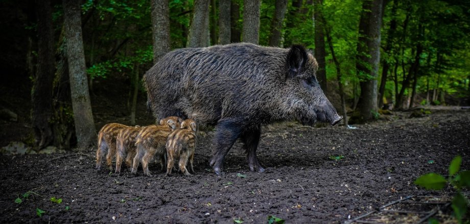 Wildschwein-Sau mit Frischlingen