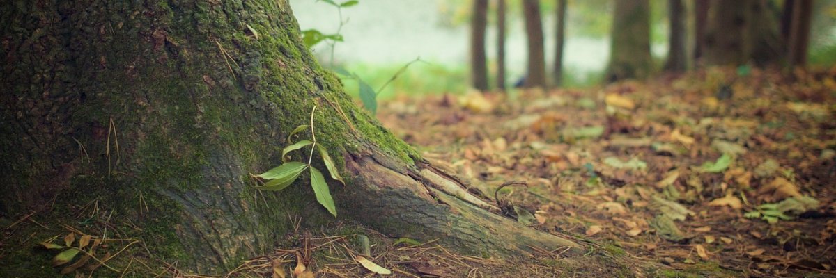 Pflanzling auf einem alten Baum